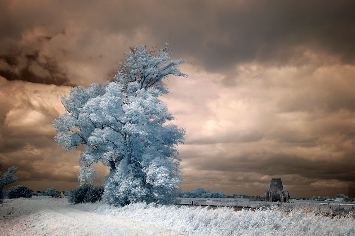 A Tree and St Benets by David Morris