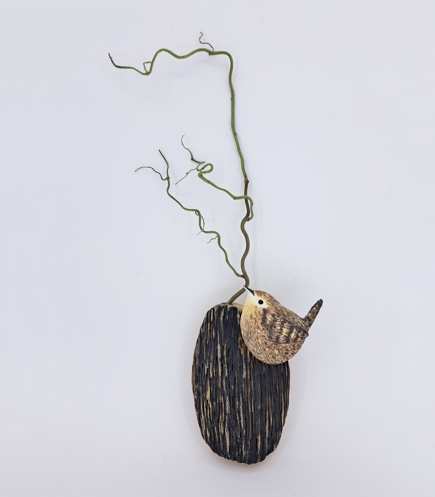 Wren on Bark with Wiry Twig by Annie Tortora