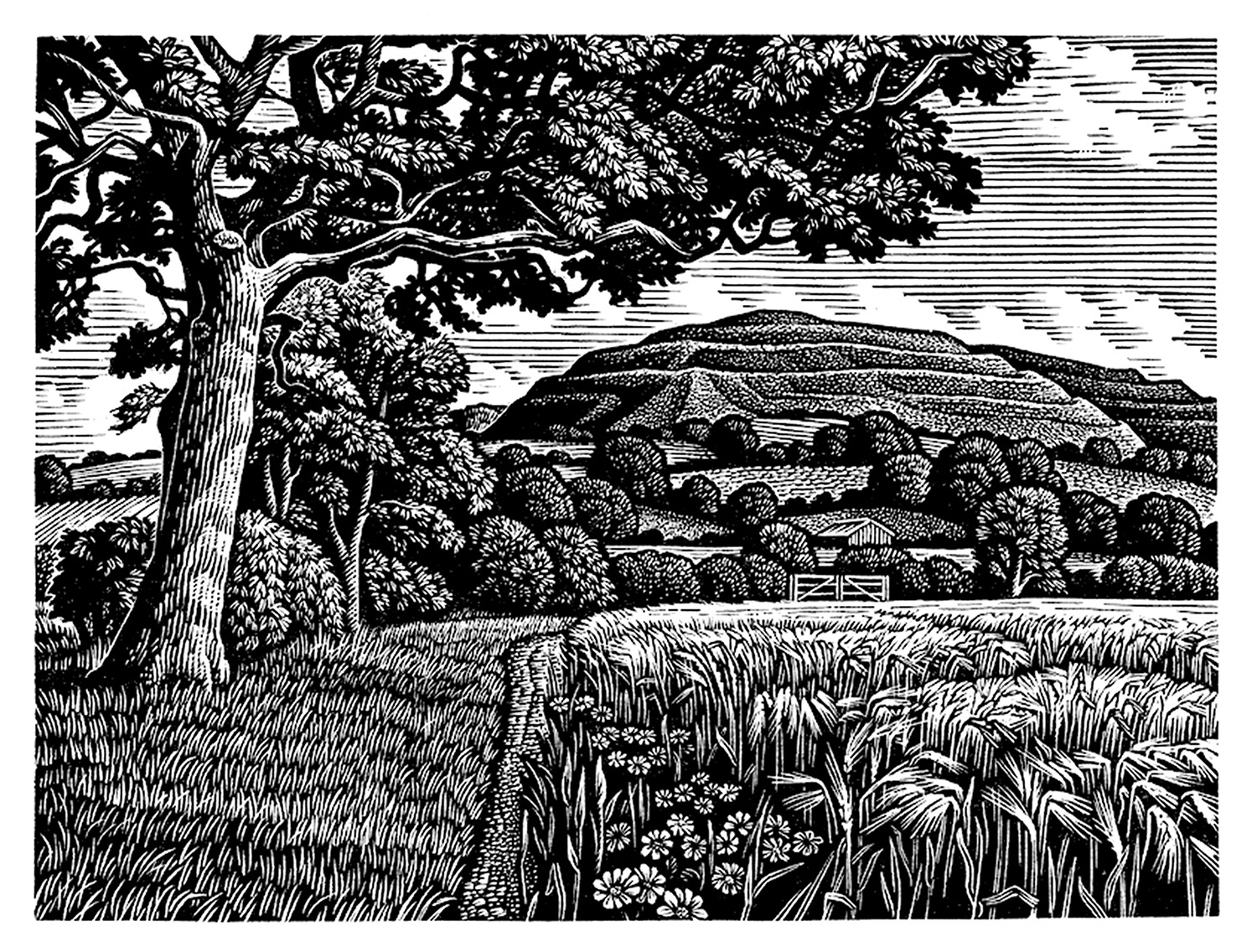 Hambledon Hill in Summer by Howard Phipps