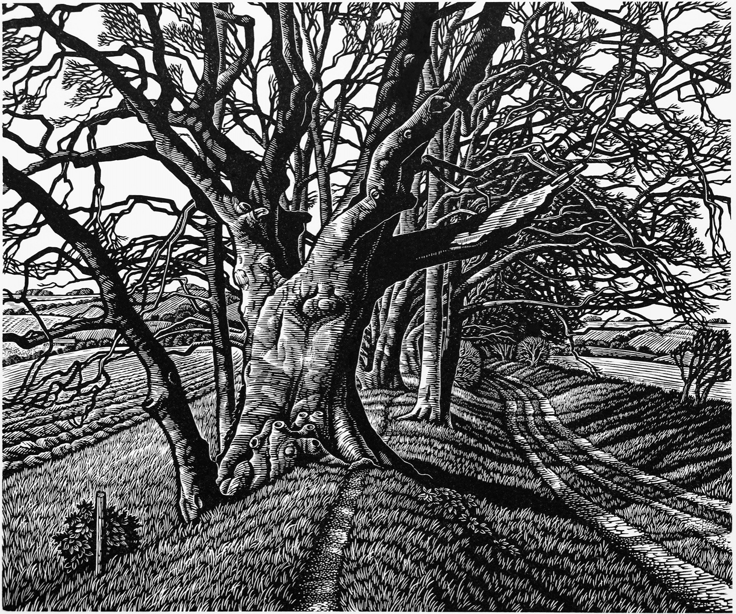 Beech Tree Cloister by Howard Phipps