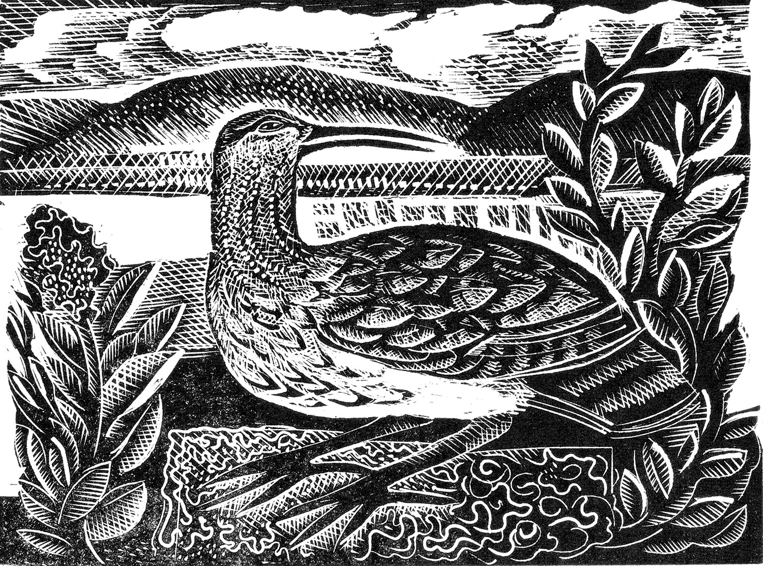 W is for Whimbrel by Angela Harding