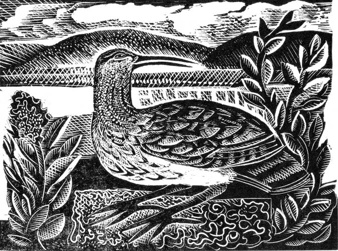 W is for Whimbrel