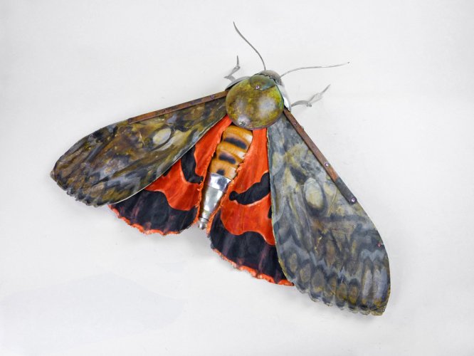 Underwing Moth by Dean Patman - alternative image