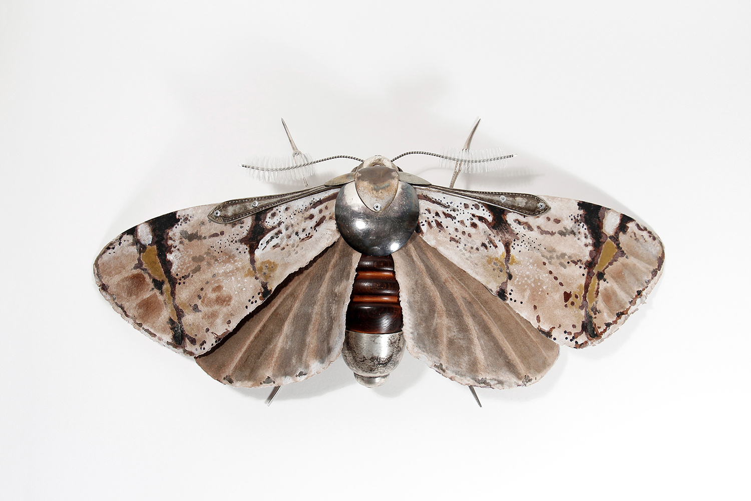 Bar Moth by Dean Patman