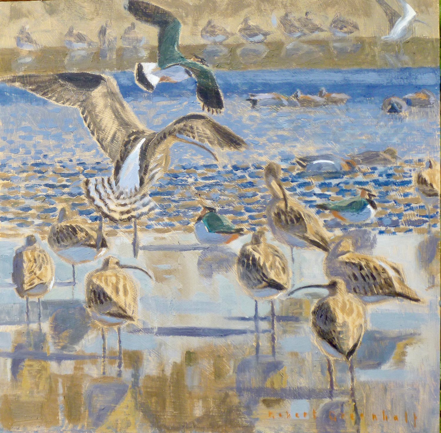Curlews and Lapwings, Arnolds Marsh by Robert Greenhalf