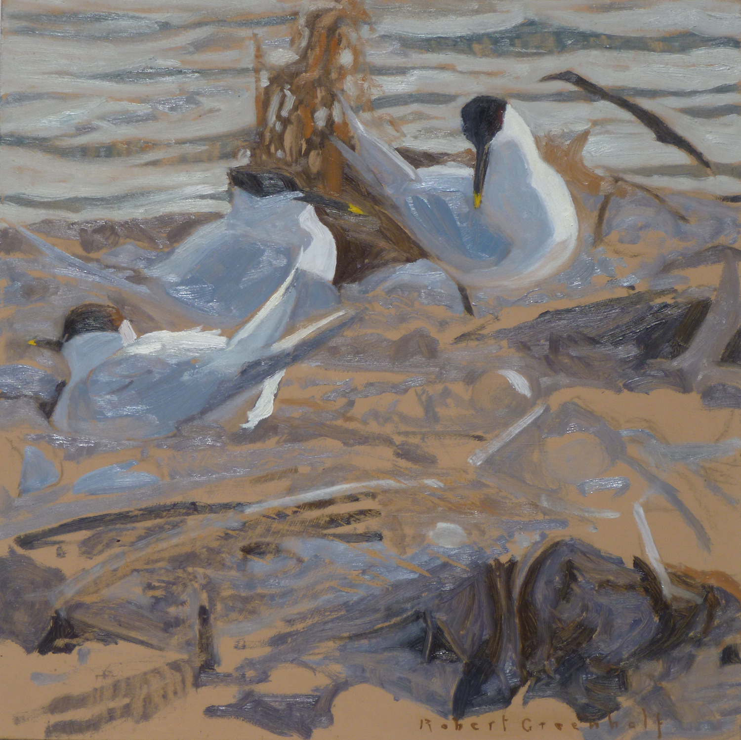 Nesting Sandwich Terns by Robert Greenhalf