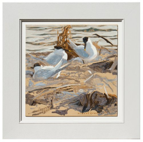 Nesting Sandwich Terns by Robert Greenhalf - alternative image