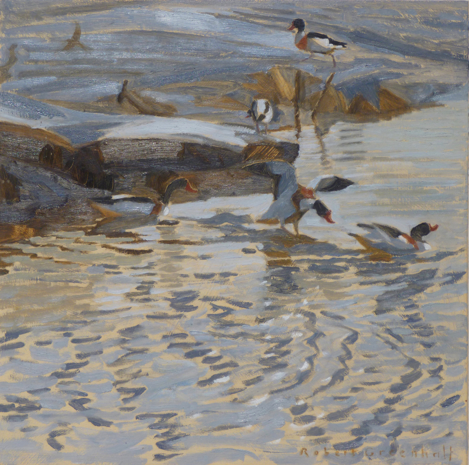 Shelducks Chasing by Robert Greenhalf