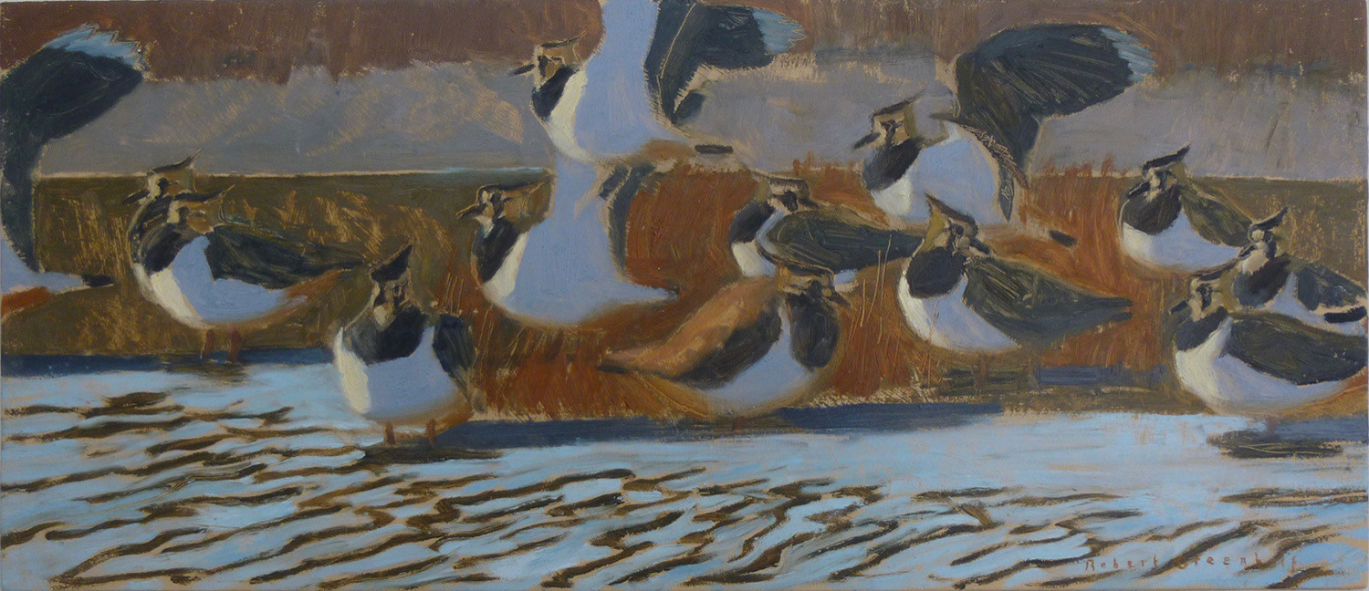 Lapwings, Evening Light by Robert Greenhalf