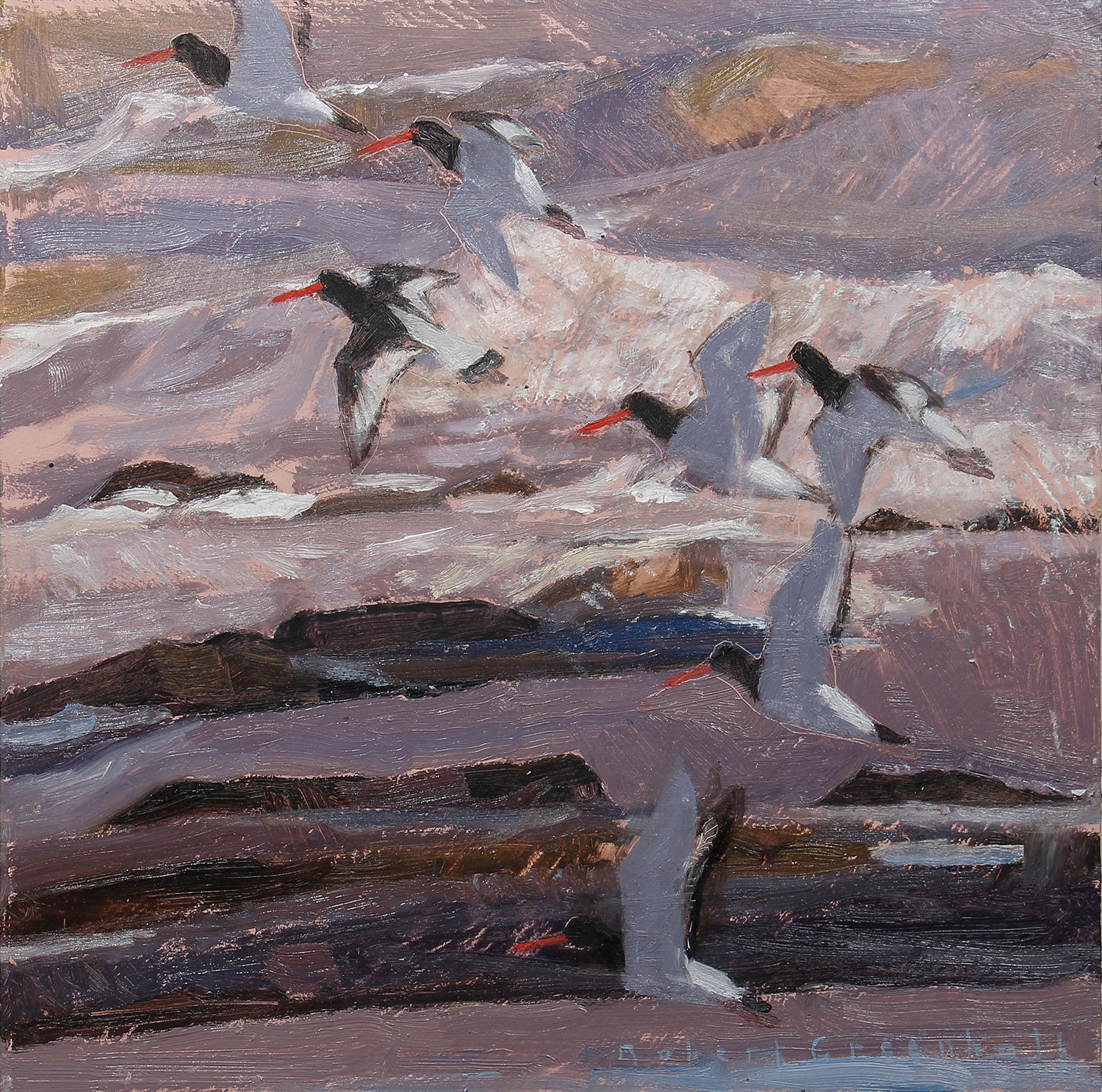 Oystercatchers Lifting Off by Robert Greenhalf