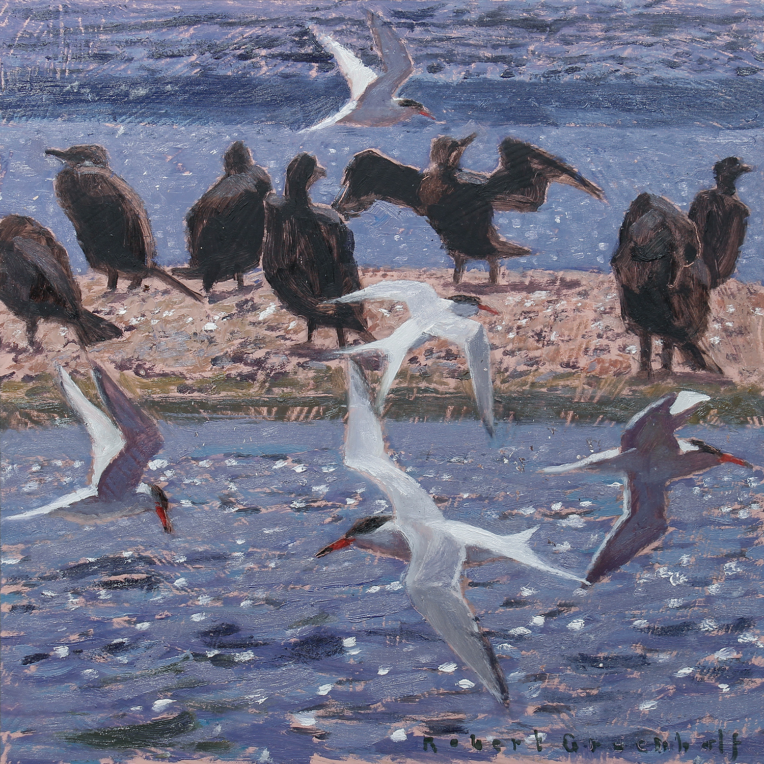 Cormorants and Common Terns by Robert Greenhalf