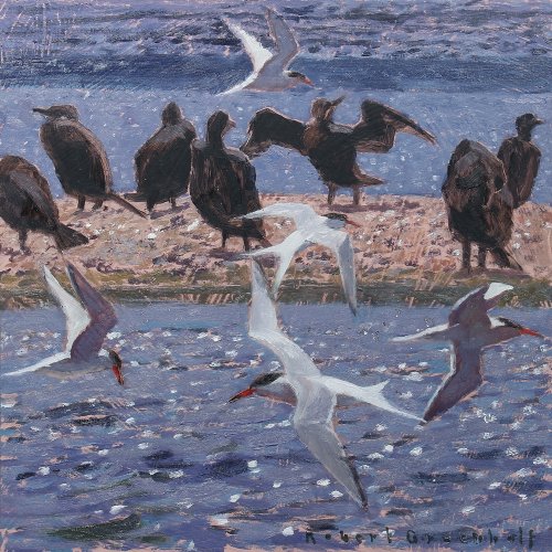 Cormorants and Common Terns