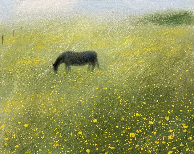 Horse in the Buttercup Field