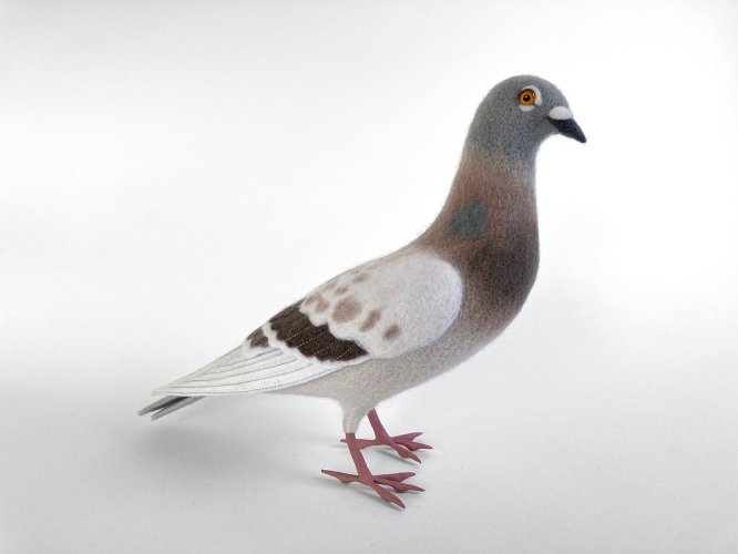 Feral Pigeon 2