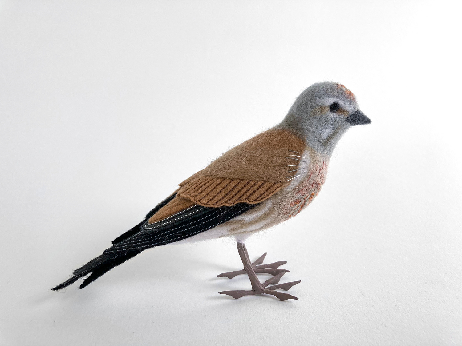 Linnet by Russell Wilson