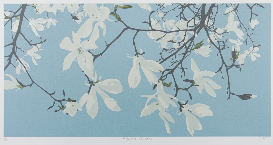 Magnolia Stellata by Gilly McCadden - alternative image