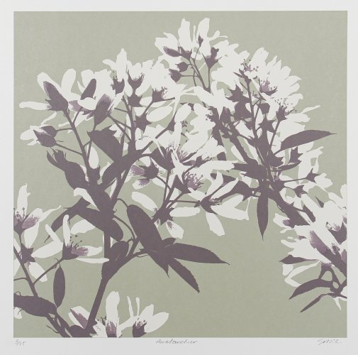 Amelanchier by Gilly McCadden - alternative image