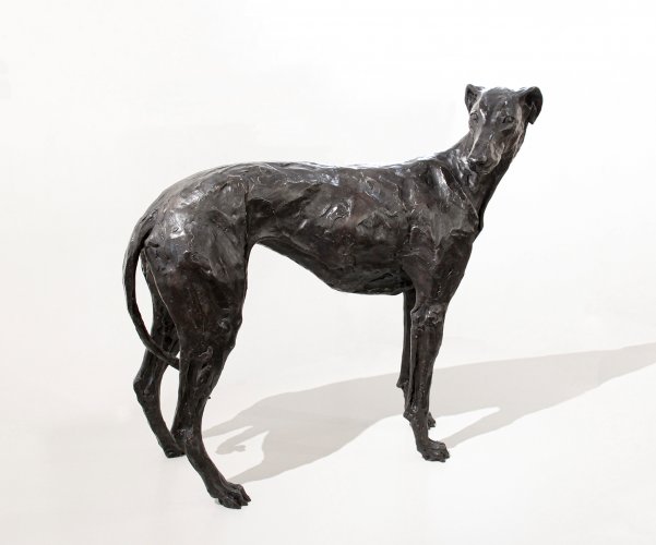 Greyhound-Lurcher 'Lily'