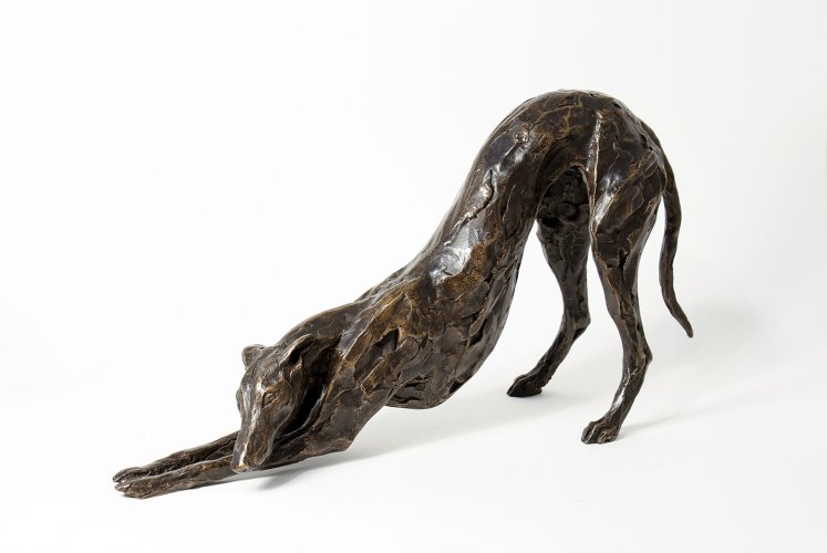 Arching Greyhound-Lurcher