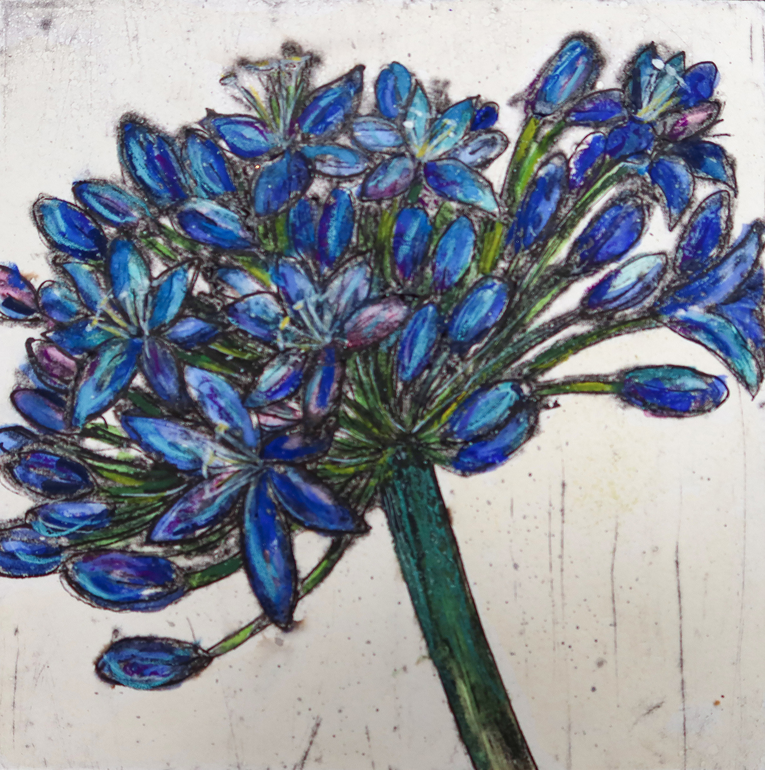 Agapanthus Study by Vicky Oldfield